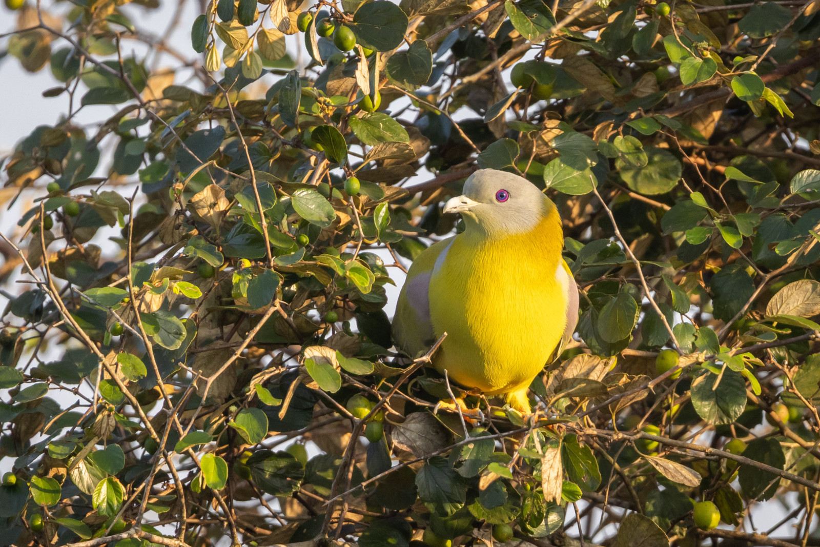 image Yellow-footed Green-Pigeon